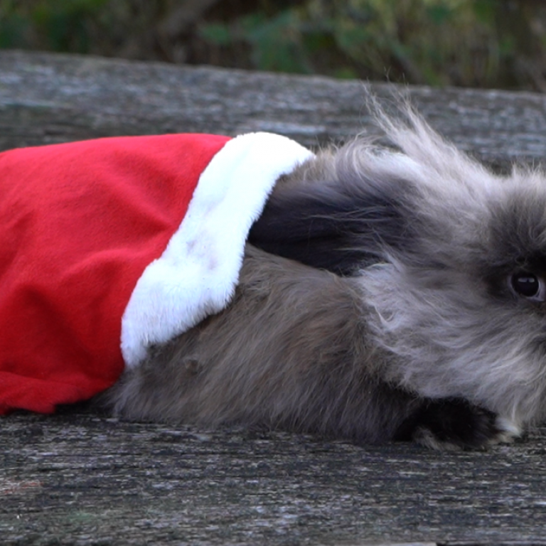 4Linden_Weihnachten_Kaninchen